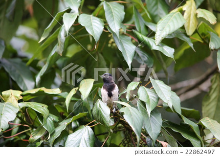 Wild birds of Africa · Munagurugara 22862497