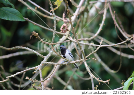 Wild birds of Africa · Munagurugara 22862505