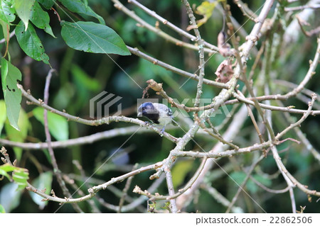 Wild birds of Africa · Munagurugara 22862506