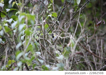 Wild birds of Africa · Munagurugara 22862508