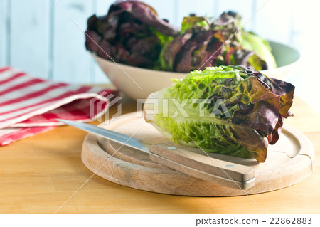 red lettuce 22862883