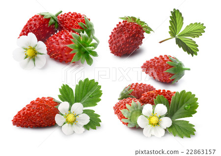 Set of Alpine strawberries (Fragaria vesca) 22863157