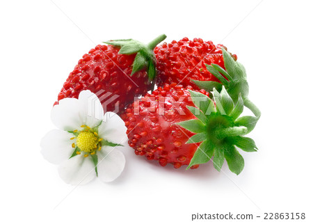 Alpine strawberry (Fragaria vesca) Alpine strawberry (Fragaria vesca) 22863158