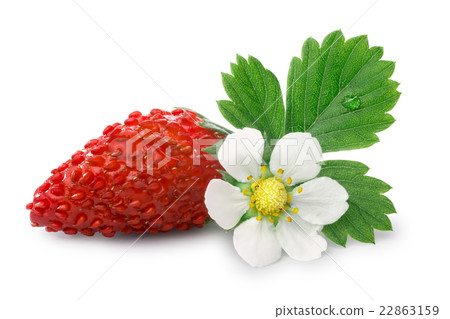 Alpine strawberry (Fragaria vesca) 22863159