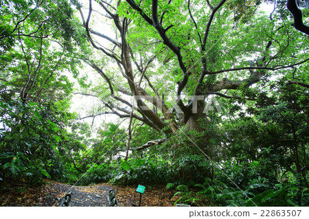 Yakushima banyan 22863507