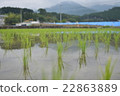 山梨水田 22863889