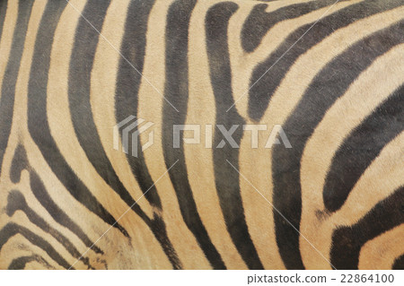 斑馬圖案 斑馬圖案 22864100