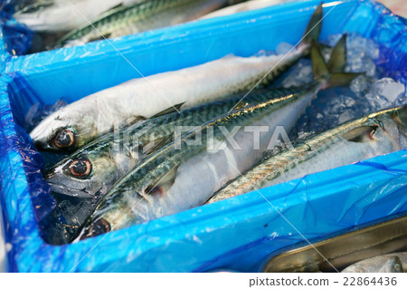 Fresh mackerel in the Tsukiji market 22864436