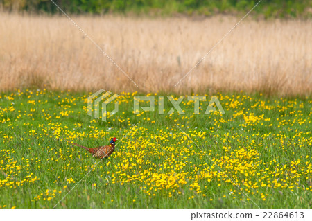 Pheasant on a green field Pheasant on a green field 22864613