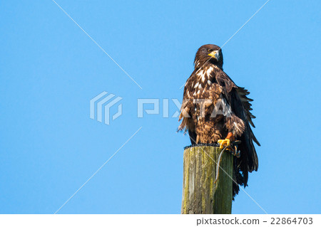 Haliaeetus albicilla eagle on the top of a wooden post 22864703