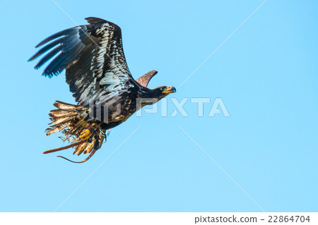 Haliaeetus albicilla eagle flying 22864704