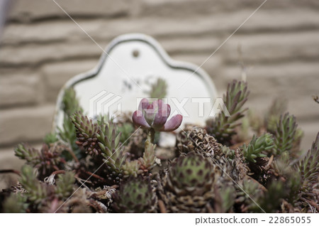 種植多肉植物 種植多肉植物 22865055