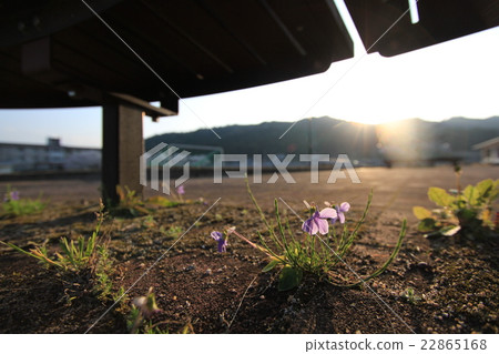 花在板凳下 22865168