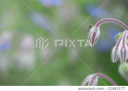 草藥 草藥 22865177