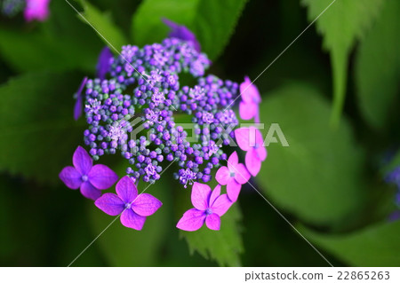 hydrangea   22865263
