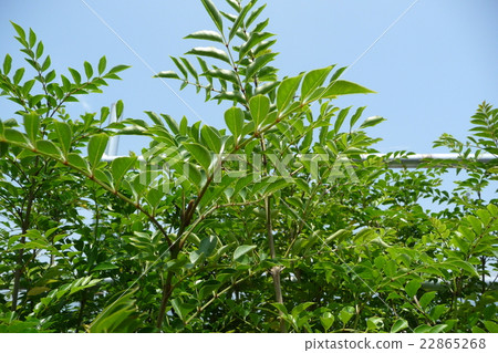 Cimmetnelico Cimmetnelico 22865268