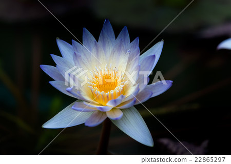 Water lily 22865297