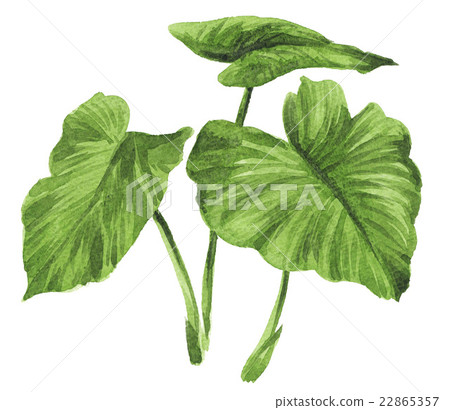 alocasia odora, giant upright elephant ear, night-scented lily 22865357