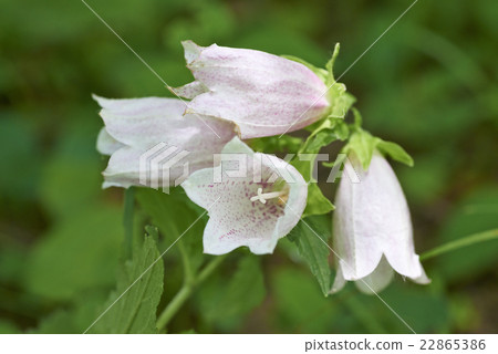 Flower bamboo flower 22865386