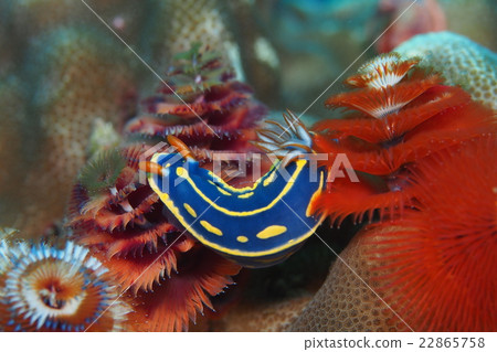 Green turtle 22865758