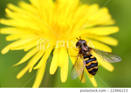 平田禁忌 22866223