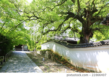 Kuron Rosonin Monarchy in the early summer of Kyoto 22866407