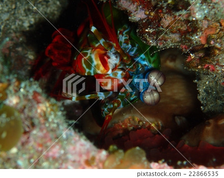 Monkey Monkey 22866535