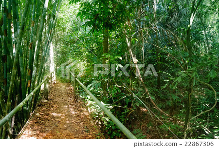 Walking trail in Thai tropical forest. 22867306