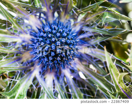 blue Thistle (eryngium) flower close up 22867409