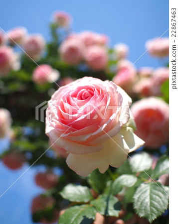 Pink roses 22867463