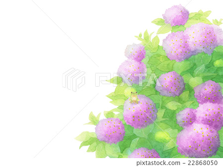 Hydrangea can fish on hydrangea (pink) Hydrangea can fish on hydrangea (pink) 22868050