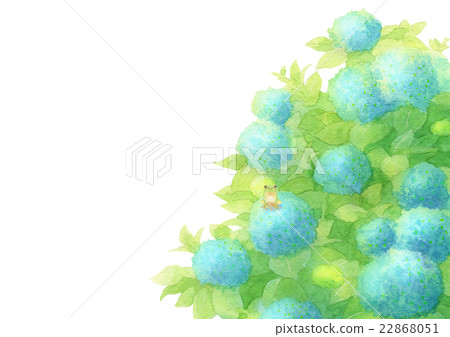 Hydrangea can fish on hydrangea (blue) Hydrangea can fish on hydrangea (blue) 22868051