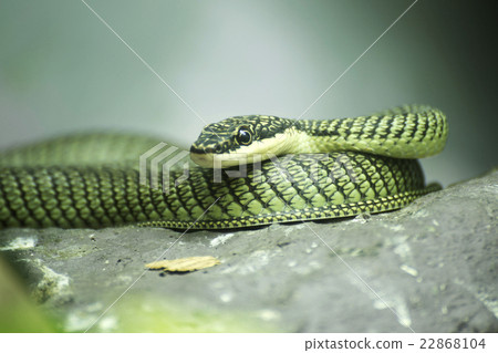 Close up Golden tree snake 22868104