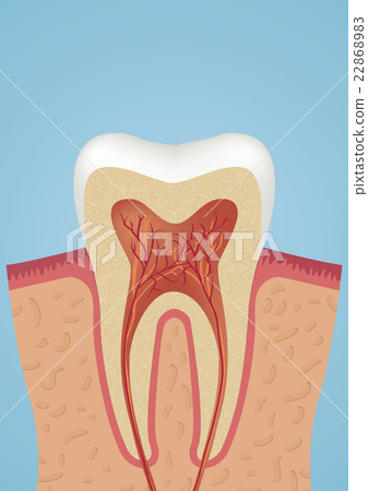 Tooth sheme icon Tooth sheme icon 22868983