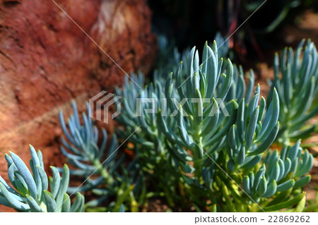 沙漠圍場亨廷頓圖書館 22869262