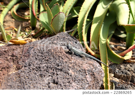 沙漠圍場亨廷頓圖書館 22869265