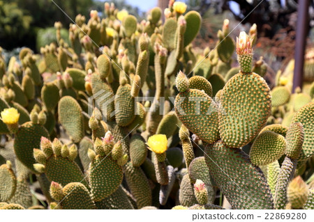 沙漠圍場亨廷頓圖書館 22869280