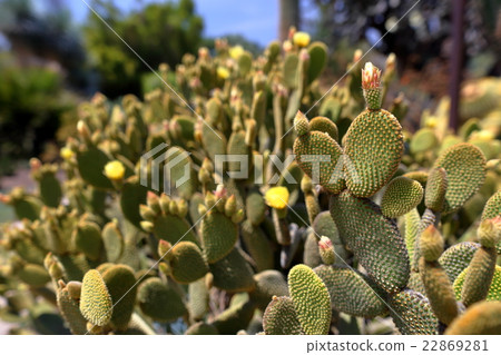 沙漠圍場亨廷頓圖書館 22869281