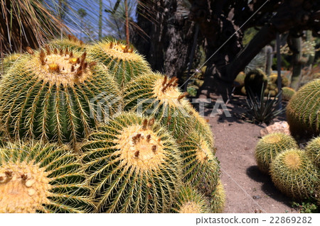 沙漠圍場亨廷頓圖書館 22869282