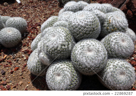 沙漠圍場亨廷頓圖書館 22869287