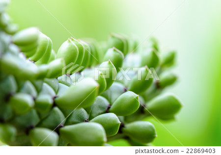Green plants for background 22869403