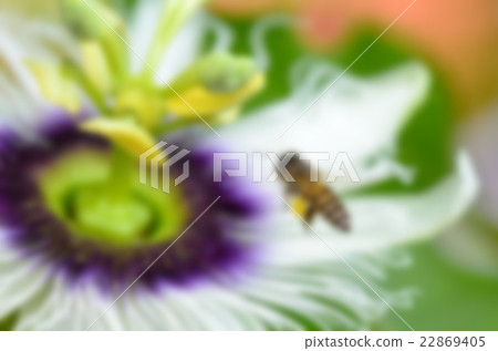 Blur background bee flying over flower 22869405