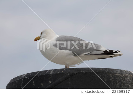 Seagull - Herring Gull Seagull - Herring Gull 22869517