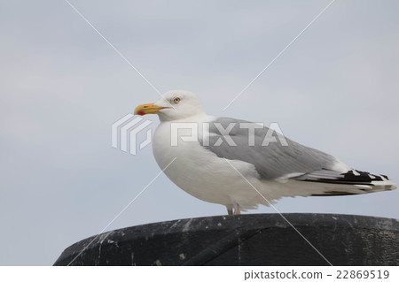 Seagull - Herring Gull Seagull - Herring Gull 22869519