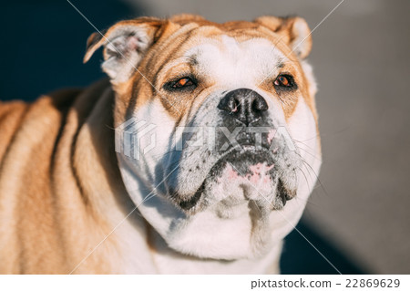 Close Up Of Ca De Bou Or Perro De Presa Mallorquin 22869629
