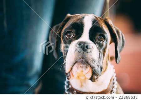Brown And White Boxer Dog  22869633