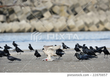 Hayabusa who succeeded in hunting 22870857