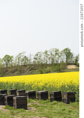養蜂狀態(蜂箱胸和強姦花) 養蜂狀態(蜂箱胸和強姦花) 22871057