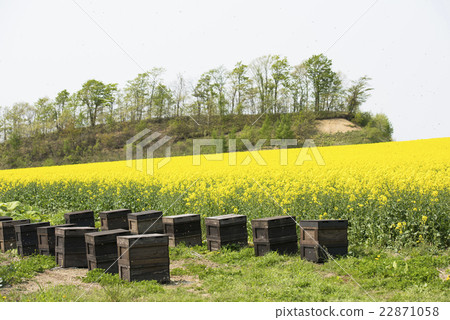養蜂狀態(蜂箱胸和強姦花) 養蜂狀態(蜂箱胸和強姦花) 22871058
