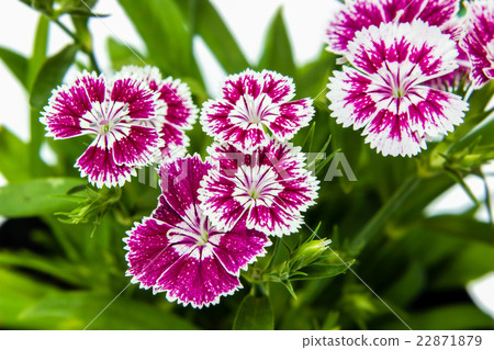 Dianthus chinensis (China Pink) Flowers Dianthus chinensis (China Pink) Flowers 22871879